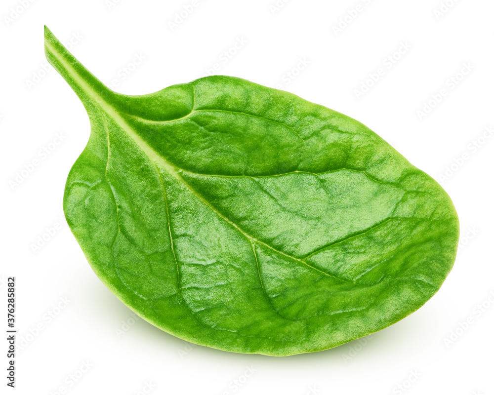 Obraz premium Spinach isolated on white background, clipping path, full depth of field