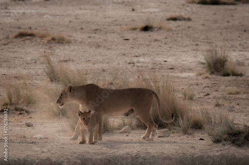 Lioness protecting cub