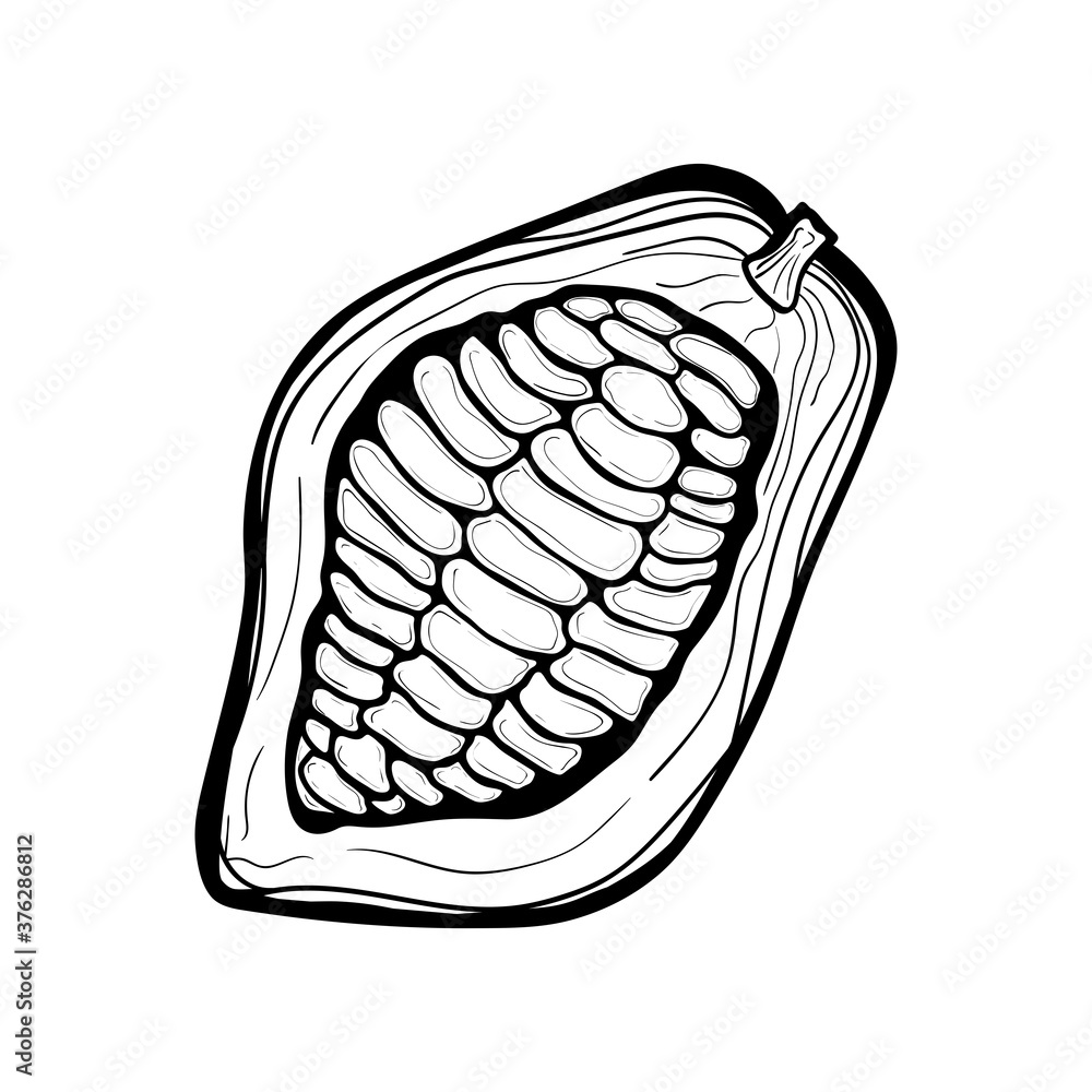 Cacao beans vector stock illustration isolated on white background. Hand drawn illustration. Design for label, logo, banner, poster etc. Cacao beans vector stock illustration isolated on white background. Hand drawn illustration. Design for label, logo, banner, poster etc.