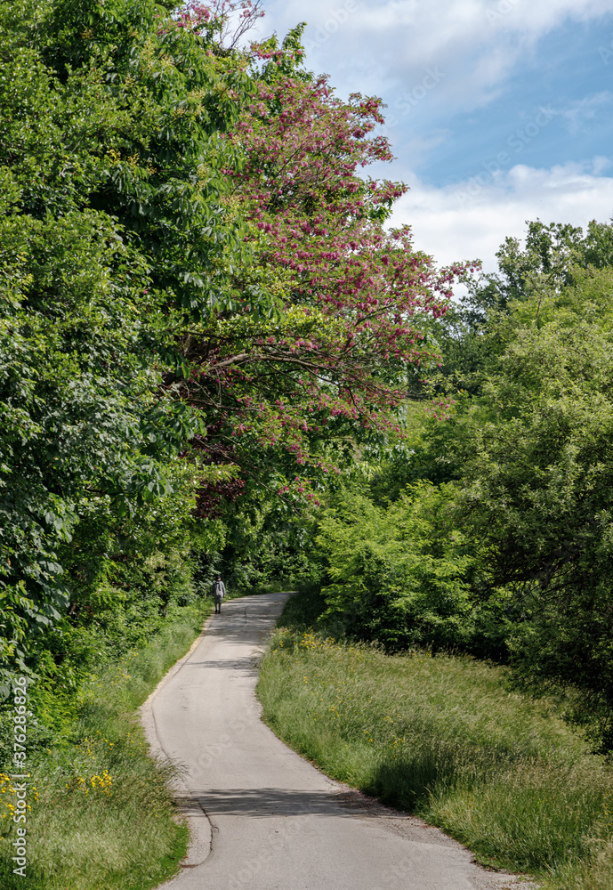 Nature, environment and ecology concept. Pathway, road in the forest in spring or summer among green blooming trees and bushes. Vertical nature landscape. Nature, environment and ecology concept. Pathway, road in the forest in spring or summer among green blooming trees and bushes. Vertical nature landscape.