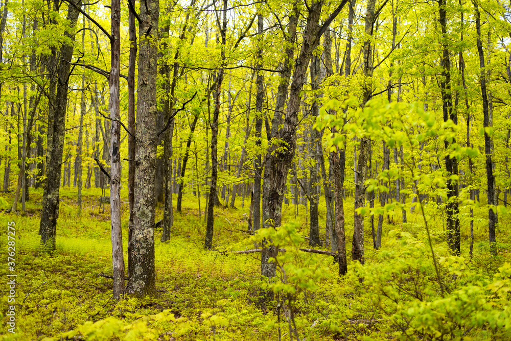 Springtime forest Pennsylvania Springtime forest Pennsylvania