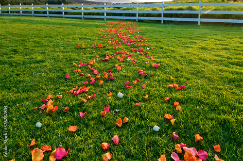 A rose petal path, a Metaphor for business or life, easy going, then an obstacle  photo