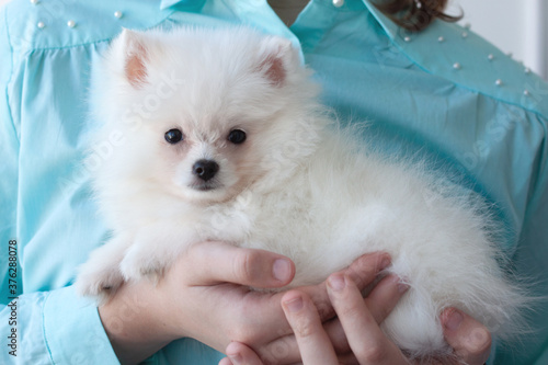 A small, white, fluffy Pomeranian puppy is held in the arms of a girl in a turquoise shirt