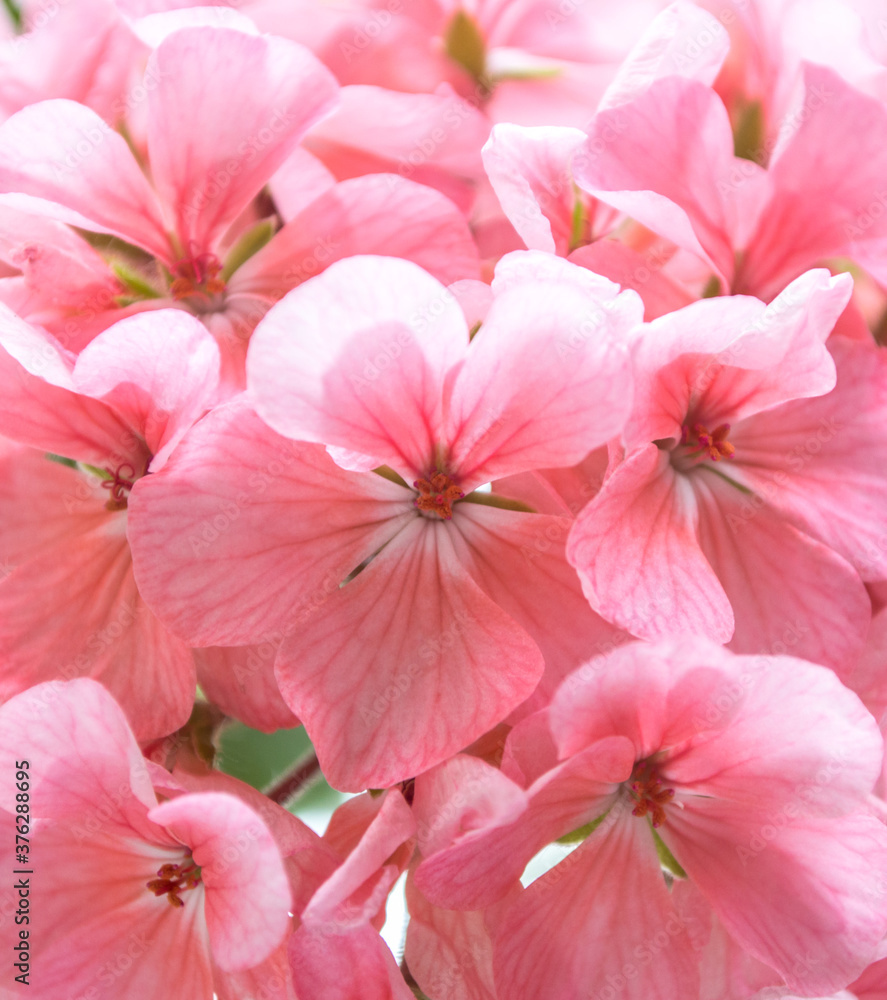 houseplant geranium. light pink flowers houseplant geranium. light pink flowers