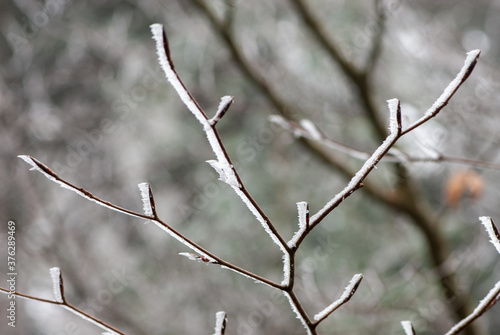 Bare alder black picturesquely curved twig covered with frost