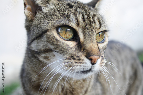 close up of a cat © Petra