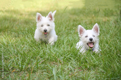 West Highland White Terrier Puppies © Rogue Productions