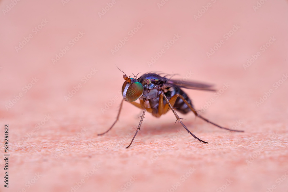 Diptera, Dolichopodidae long legged fly Diptera, Dolichopodidae long legged fly