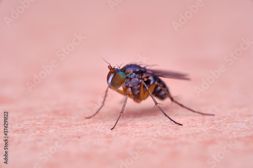 Diptera, Dolichopodidae long legged fly