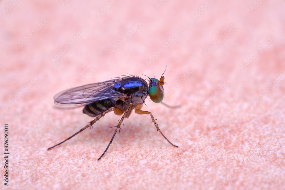 Diptera, Dolichopodidae long legged fly Diptera, Dolichopodidae long legged fly
