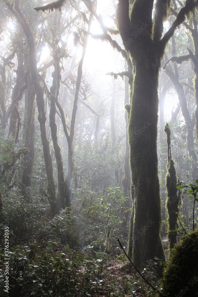 Obraz premium La Gomera Garajonay NP