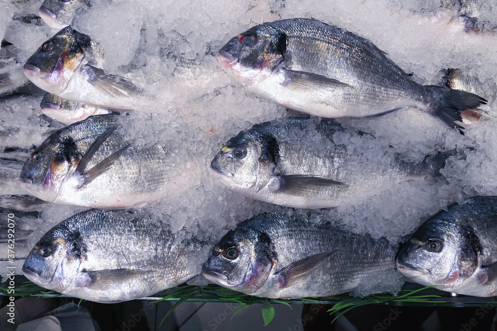 Dead ocean fish cooled in ice Dead ocean fish cooled in ice