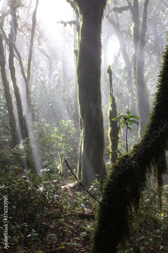 La Gomera Garajonay NP