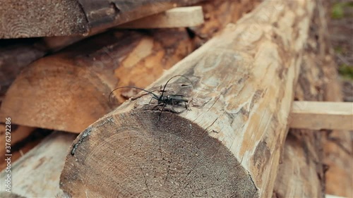 Beetle with a huge moustache against the background of logs