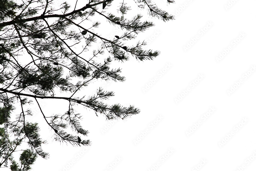 Fototapeta premium branch spruce pine trees on a white background