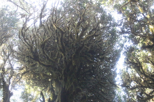 La Gomera Garajonay NP