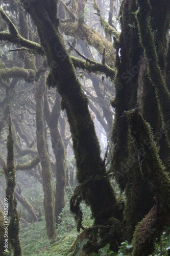 La Gomera Garajonay NP
