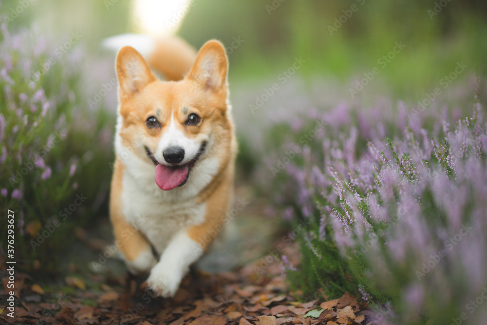 A happy welsh corgi pembroke dog running in heathers 