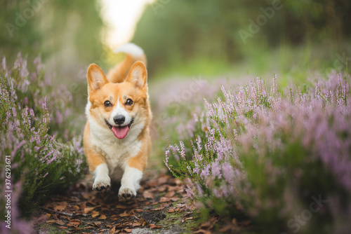 A happy welsh corgi pembroke dog running in heathers 