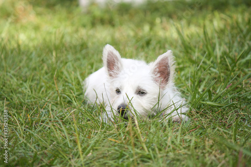 West Highland White Terrier Puppy © Rogue Productions