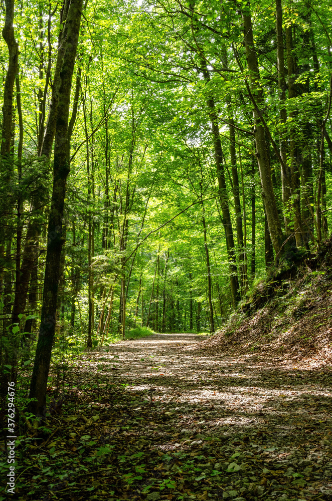 Forest track through a deciduous forest in summer, flooded with sunlight. Forest with mainly deciduous trees in Salzburg, a state of Austria in Europe, on a sunny day. Natural landscape. Photo.