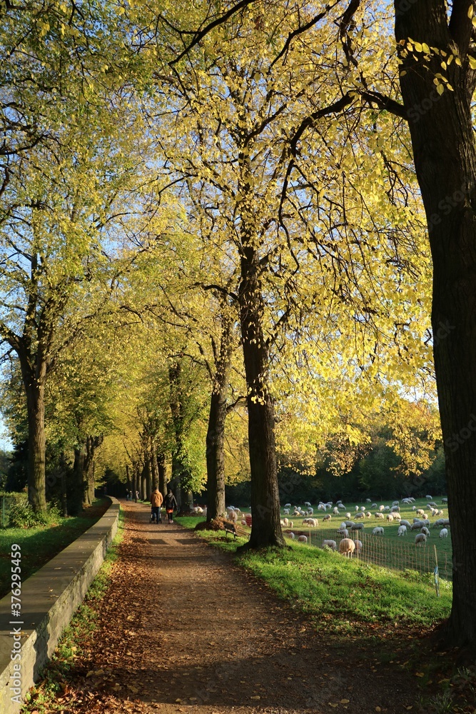 Naklejka premium Beautiful autumn day in Cologne, Germany