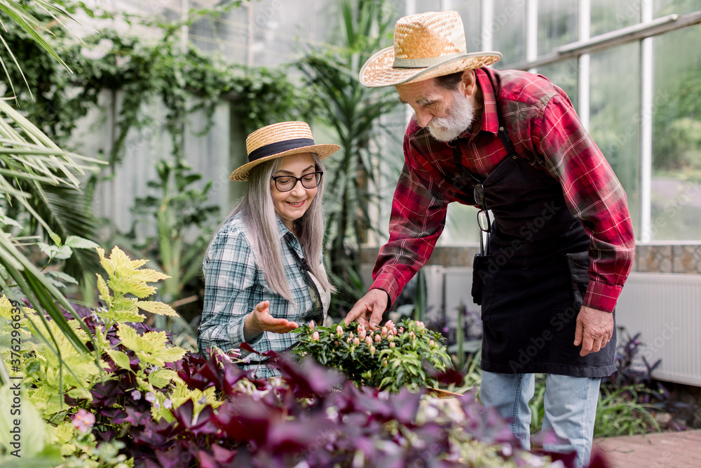 Retired gardeners working in orangery. Attractive gray haired senior woman gardener showing beautiful flowering plants to her handsome bearded man in straw hat pointing at flowers Retired gardeners working in orangery. Attractive gray haired senior woman gardener showing beautiful flowering plants to her handsome bearded man in straw hat pointing at flowers