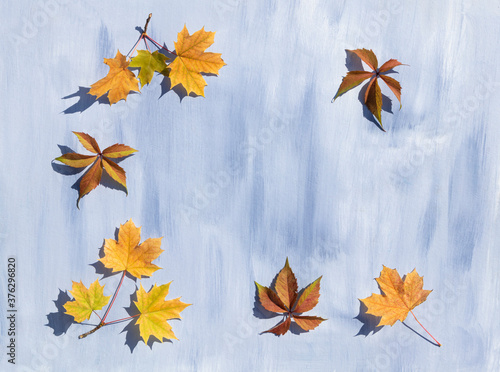 Autumn maple leaves and leaves of girlish grapes on a blue background with space for text. Template, poster, poster.
