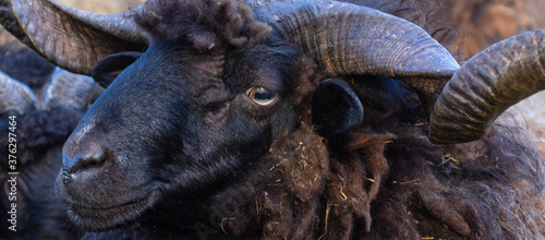 Head of a black ram. Portrait of an animal. Horizontal image.