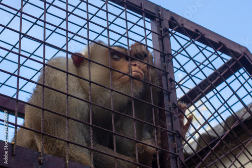The southern pig-tailed macaque (Macaca nemestrina). Animal in a cage. The monkey is lost in thought. photo