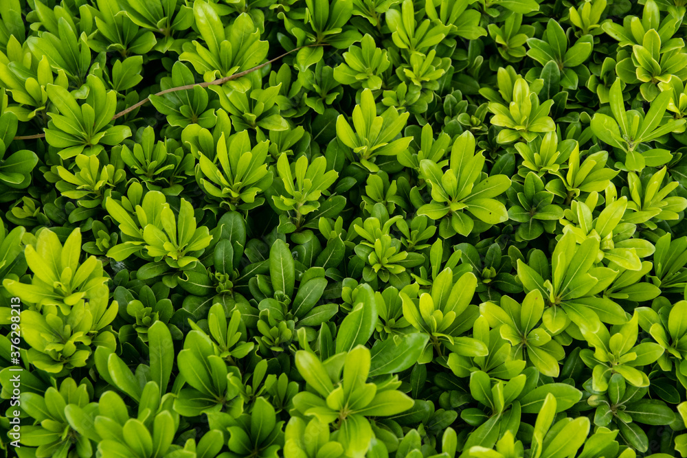 muchas hojas de un precioso color verde muchas hojas de un precioso color verde