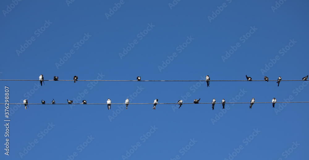 Birds (Swallows) sitting on a wire on clear blue sky background Birds (Swallows) sitting on a wire on clear blue sky background