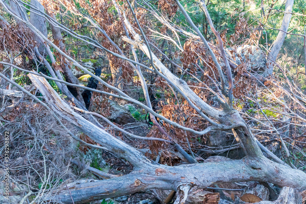 Fallen trees cut by chainsaws in regional Australia