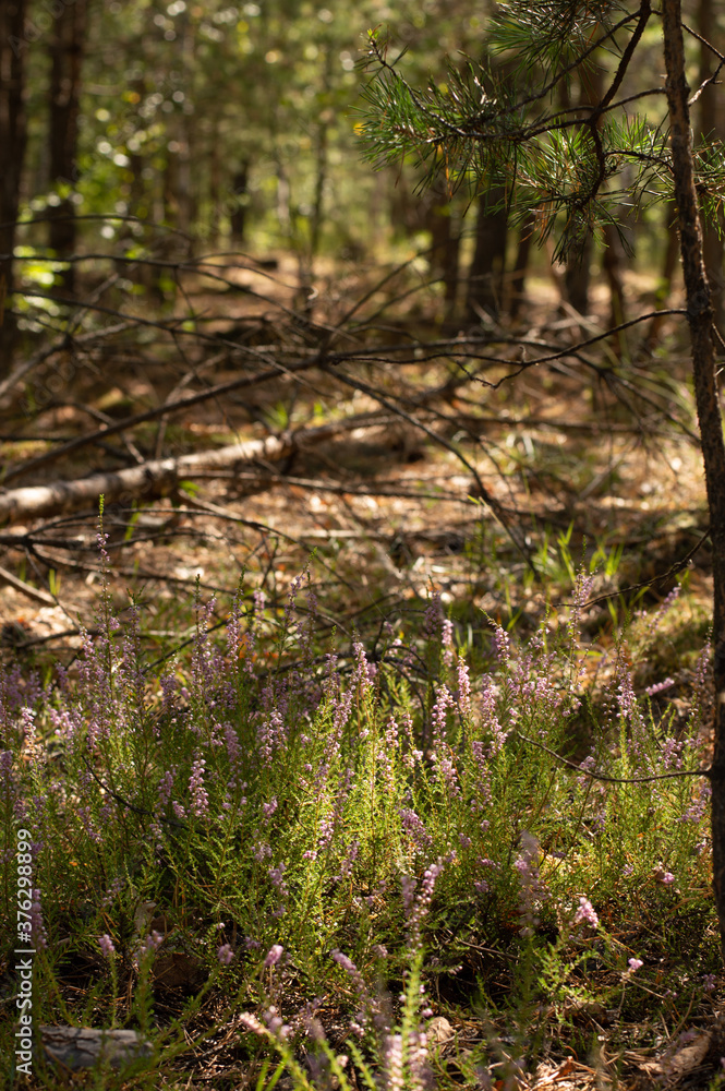 Fototapeta premium Glade with heather plants in a coniferous forest in an autumn day.