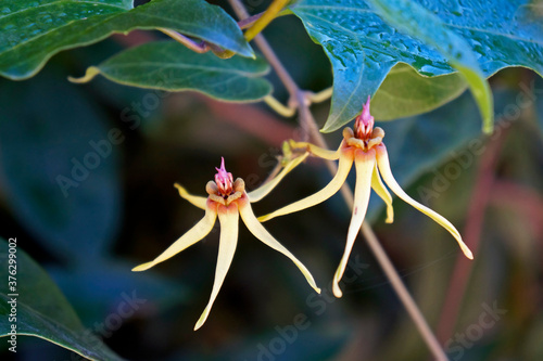 Wild flowers  Rio  Brazil