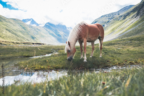 Obraz na plátně Haflinger frisst in den Bergen vor einem Bachlauf Grad