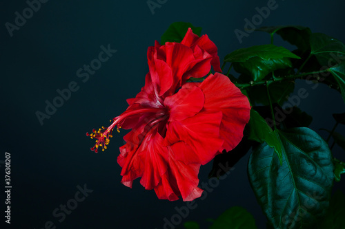 Branch of hibiscus rosa sinensis tree with red flower on a black background.