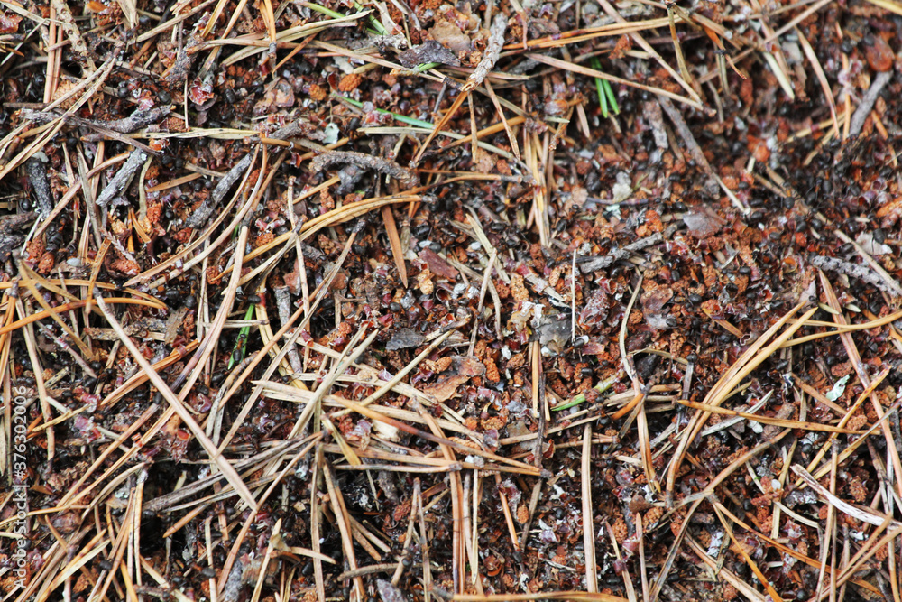 Ant Family. Ants. Macro photo. Mink in the ground. Ants are working. Production. Ants at the entrance to the termite mound. The texture of clay and small stones. Ant Family. Ants. Macro photo. Mink in the ground. Ants are working. Production. Ants at the entrance to the termite mound. The texture of clay and small stones.