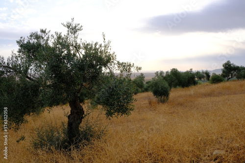 Mediterranean landscape with olive trees