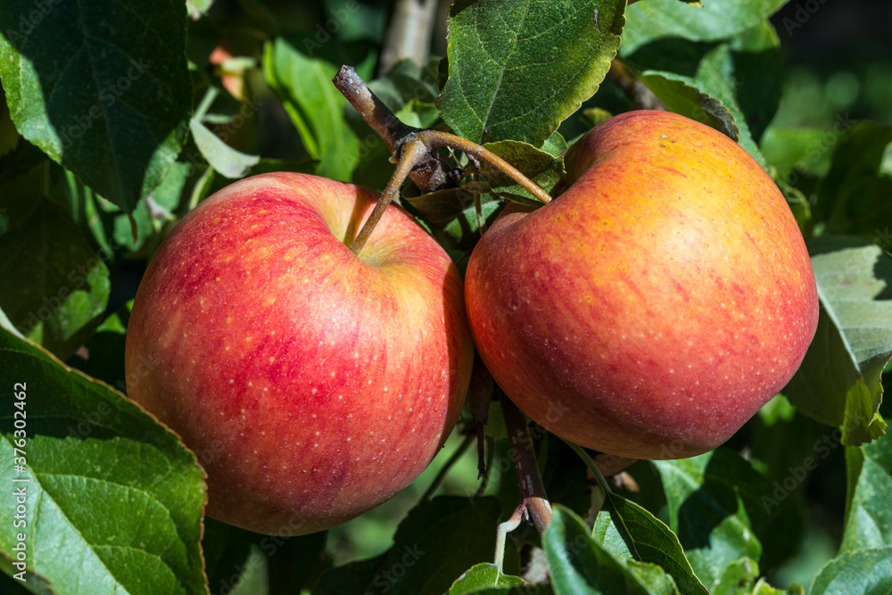Couleurs chaudes des pommes mûres en automne Couleurs chaudes des pommes mûres en automne