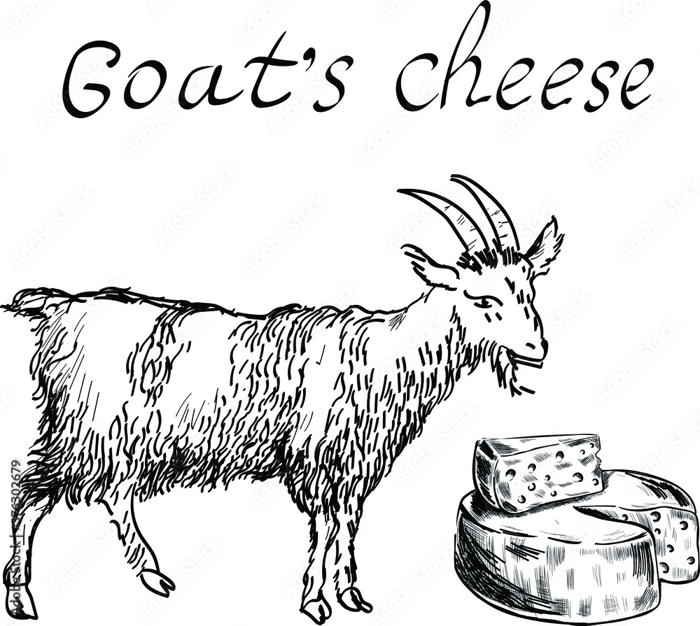 Goat, cheese, food farm animals vector isolated design elements on