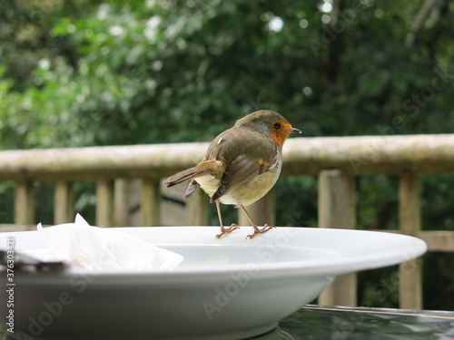 A European robin, known as the robin or robin redbreast in the British Isles standing on a plate with forest background.