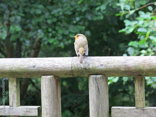 A European robin, known as the robin or robin redbreast in the British Isles standing on a wooden fence in a forest. 
