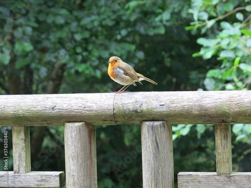 A European robin, known as the robin or robin redbreast in the British Isles standing on a wooden fence in a forest. 