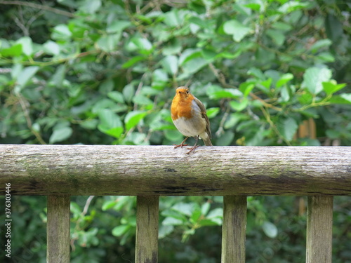 A European robin, known as the robin or robin redbreast in the British Isles standing on a wooden fence in a forest. 