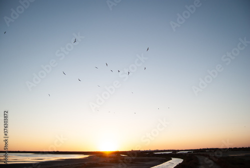 bandada de pájaros en la puesta de sol photo