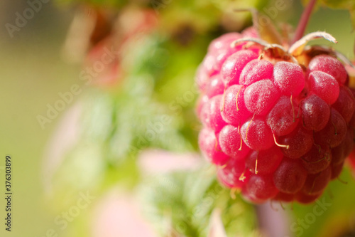 Branch of ripe raspberries in summer garden. Red sweet berries growing on raspberry bush in fruit garden. Farm product grown without fertilizer for background