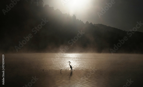 Silhouette of gray heron standing on coastline at beautiful sunrise with fog over water