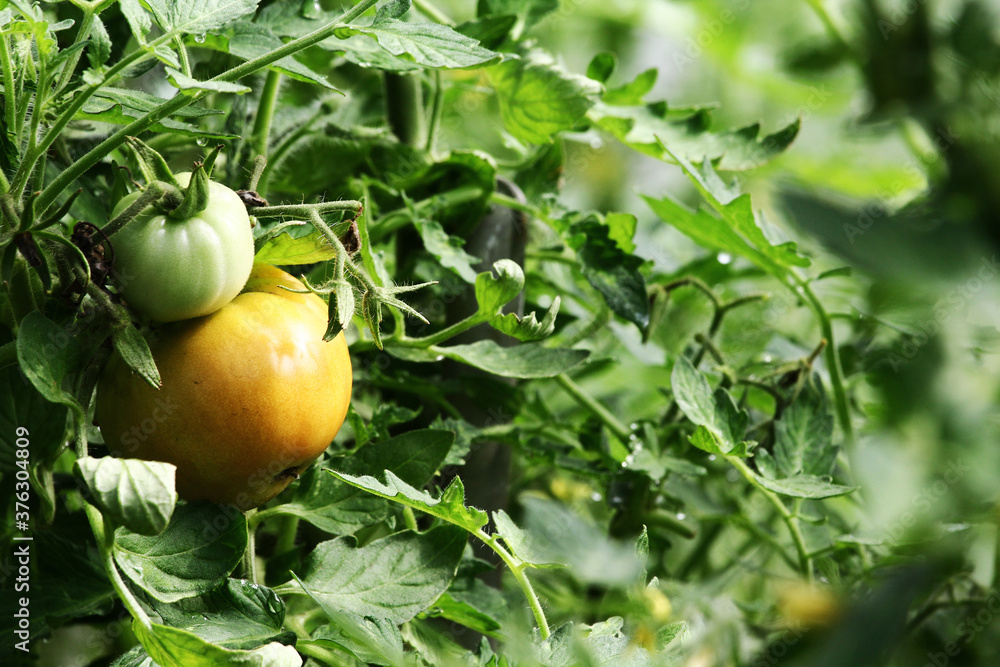 Beautiful tomatoes plant on branch in green house in foreground, shallow dept of field, copy space , organic tomatoes