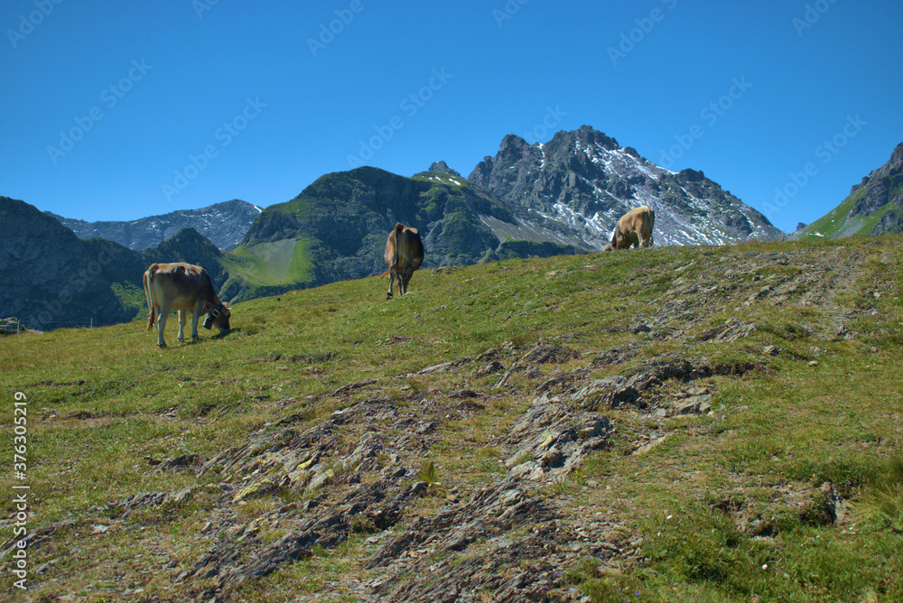 Kuh auf einer Weide auf dem Pizol in der Schweiz 7.8.2020